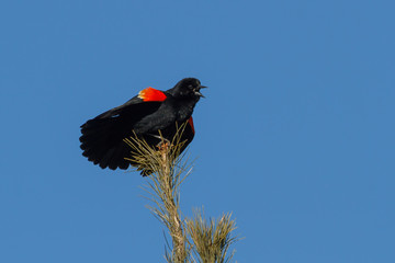 Red-winged Blackbird calling from the top of a pine tree. 
