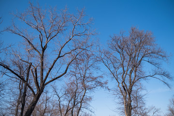 Bare tree branches against the blue sky..