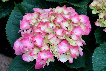 Fototapeta premium Beautiful pink and white big-leaf hydrangea, a perennial plant