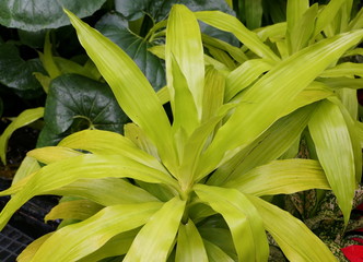 Obraz premium Bright color foliage and leaves of Dracaena Limelight, a tropical plant