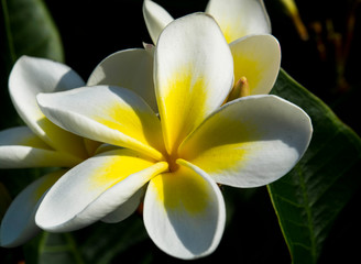 Frangipani Flower, Australia