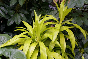 Obraz na płótnie Canvas Stunning color foliage and leaves of Dracaena Limelight, a tropical plant