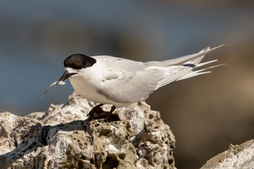 White-fronted Tern