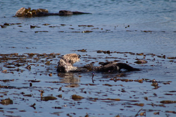 California Coastal Wildlife
