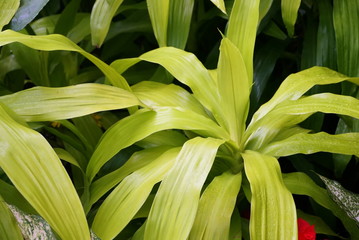 Stunning color foliage and leaves of Dracaena Limelight, a tropical plant