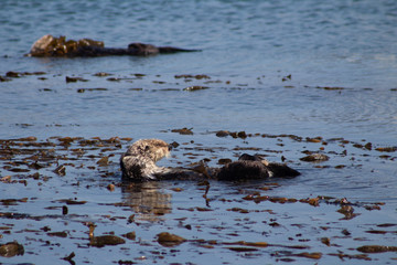 Fototapeta premium California Coastal Wildlife