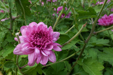 Fototapeta premium Chrysanthemums blossom in the autumn garden. 