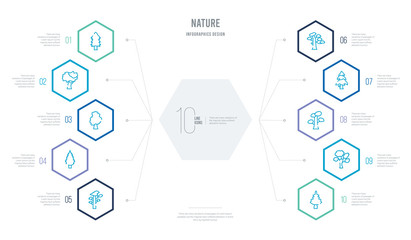 nature concept business infographic design with 10 hexagon options. outline icons such as cucumber tree tree, american elm tree, slippery elm balsam fir pitch pine eastern cedar