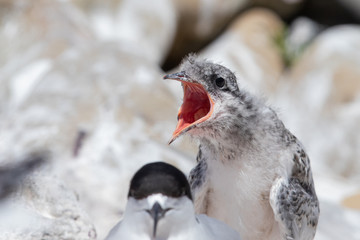 White-fronted Tern