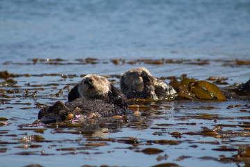 California Coastal Wildlife