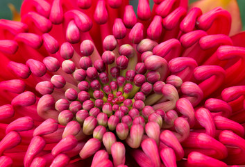 Waratah flower, Muogamarra Nature Reserve Australia