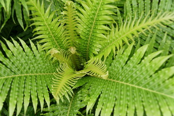Stunning foliage of Rib Fern Silver Lady, a tropical plant