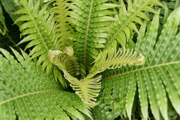 Stunning foliage of Rib Fern Silver Lady, a tropical plant