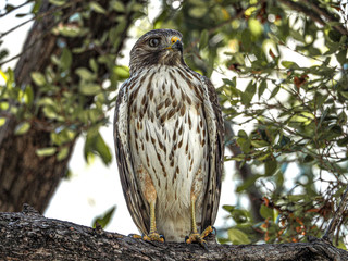 bird of prey
