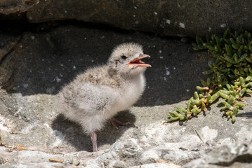 White-fronted Tern