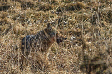 Eastern Coyote standing in a field eating a vole. 