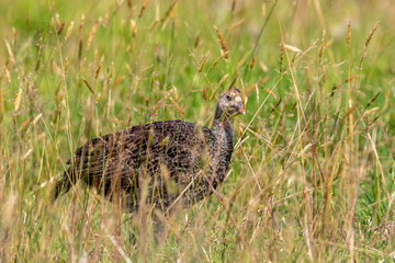 Wild Turkey