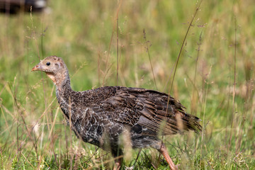 Wild Turkey