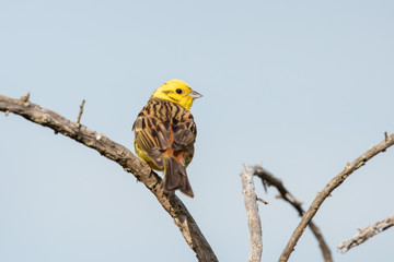 Yellowhammer Finch