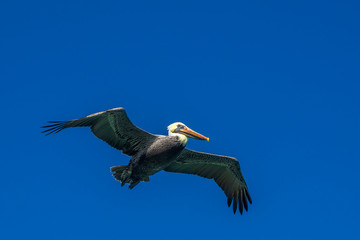 Pelican