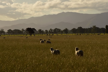 Countryside landscape with sheep and mountains