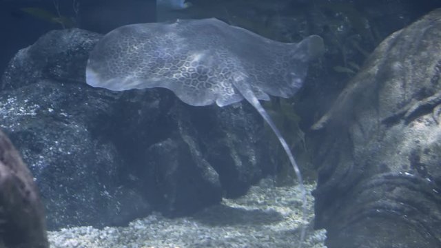 leopard whipray with a long tail graciously swimming near the bottom and rocks inside an aquarium tank