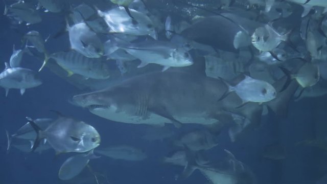 Large gray ragged tooth shark slowly swimming among a school of silver fish in an aquarium