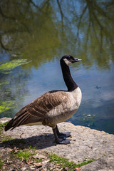 Canada Goose, one bird, standing at water edge, looking right