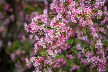 Obraz premium Close up of a branch of bright pink Cherry Blossoms wet from rain drops