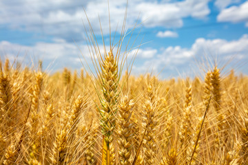 The wheat fields are under the blue sky and white clouds