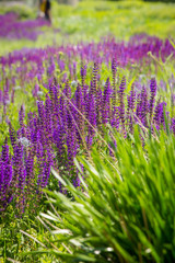 Fototapeta premium Selective focus purple meadow sage among other flowers and native grasses