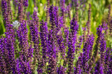 Obraz premium Close up of purple meadow sage in a field of with a bee flying in to collect pollen