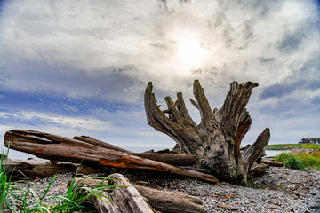 Logs and a tree stump on a rocky beach on Vancouver Island 