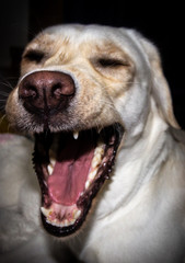 yawning yellow lab