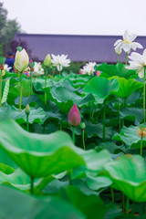 flowers in the pond