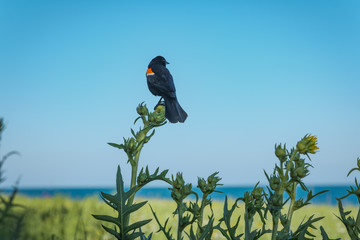 Red-winged blackbird looking to the right, perched atop a sunflower plant set against a bright blue sky
