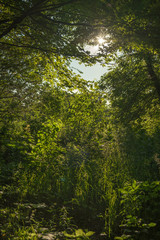 Sunlight coming through the top of trees