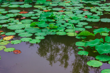 water lily on pond