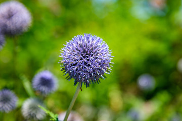 Close up of Blue Globe Thistle