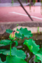 Black dragonfly landing on a bud with a bud