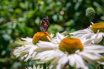 Close up of a Red Admiral Butterfly feeding on a white coneflower