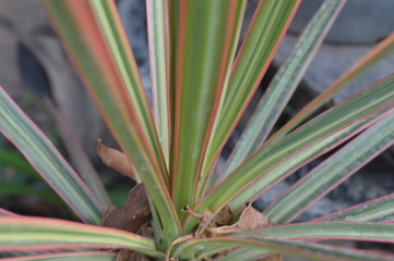 Obraz premium The leaves are slender in shape Pinkish green
