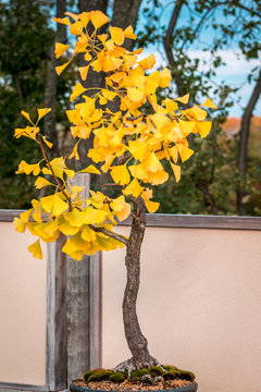 Bonsi tree during the fall in the japanese gardens