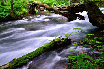 初夏の奥入瀬渓流