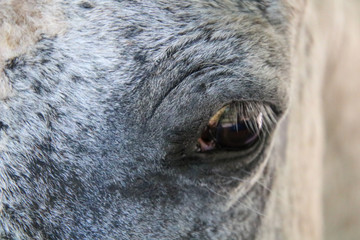 Closeup of a white horse's eye