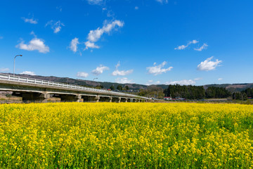 【宮城県鳴子温泉】春の川渡温泉河川敷「菜の花畑」は今が満開