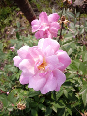 beautiful pink rose sunny day