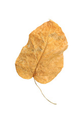 Fototapeta premium Brown dry leaves isolated over white background.