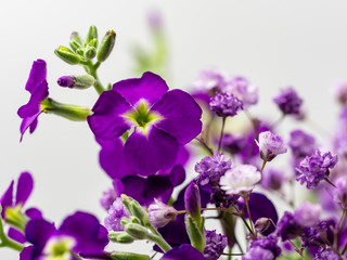 Fototapeta na wymiar Purple Flower Arrangement with White Background