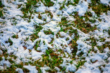 Thin layer of first snow on green grass